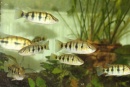 Hemichromis frempongi 