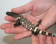 Jadowita niespodzianka w płockim zoo
