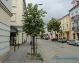 395 nowych drzew w Płocku