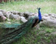 Zoo najpiękniejsi