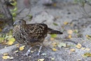 tragopan plamisty