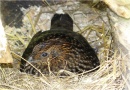 tragopan temmincki