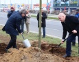 777 drzew na 777-lecie Płocka. Pierwsze posadzone