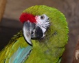 Młode Ary w płockim ZOO