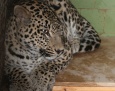 Nowi mieszkańcy płockiego zoo