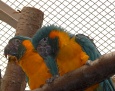 Ptasie wieści z zoo