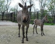 Wiosenne narodziny w płockim zoo