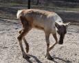 Kolejny renifer w płockim zoo