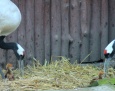 Podwójne narodziny w płockim zoo