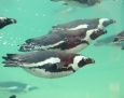 Urodziny w zoo