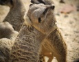 Ferie w zoo