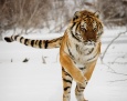 Wybieg dla panter i tygrysów w płockim zoo